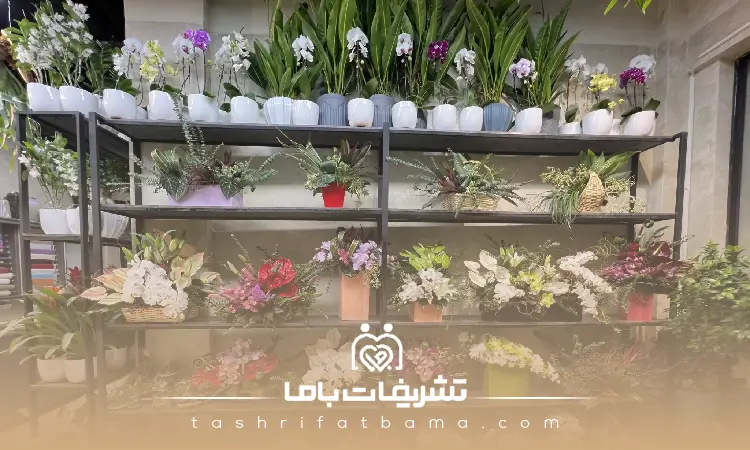 چه نکاتی را باید بدانیم تا بهترین گل را خریداری کنیم؟