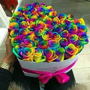 گل فروشی زنبق در قم